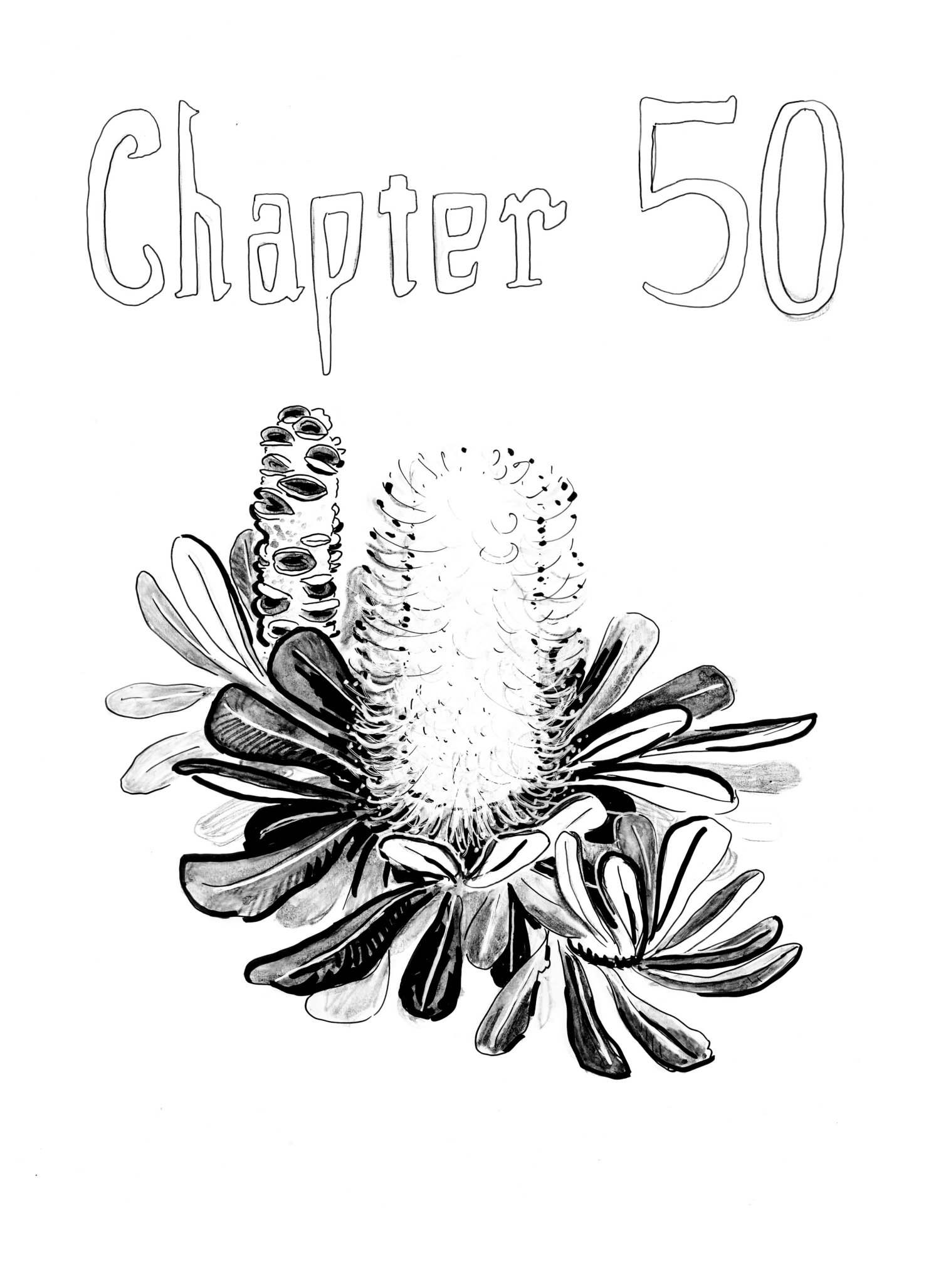 Banksia integrifolia